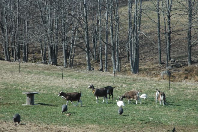 Toggenburg goats enjoy early Spring grass alongside the Guinea fowl and chickens